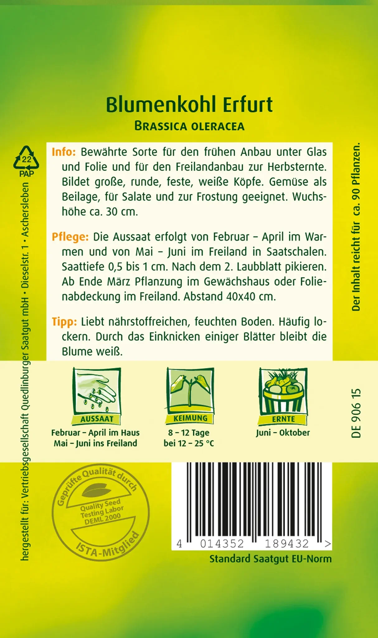 Blumenkohl „Erfurt“ – bewährte, frühe Sorte, ca. 90 Pflanzen